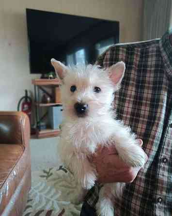 West Highland White Terrier Дрезден