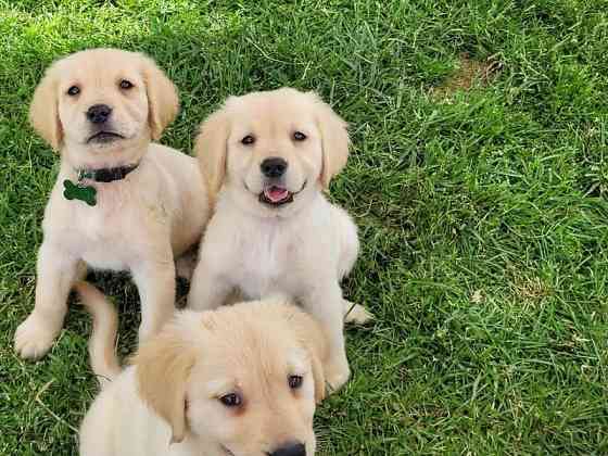 Golden Retriever-Welpen zu verkaufen Potsdam