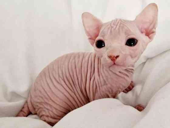 Beautiful Sphinx Kittens Ready Soon. Nuernberg