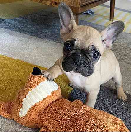 Französische Bulldogge welpen Шверин