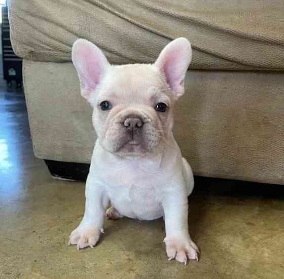 Französische Bulldogge welpen Шверін