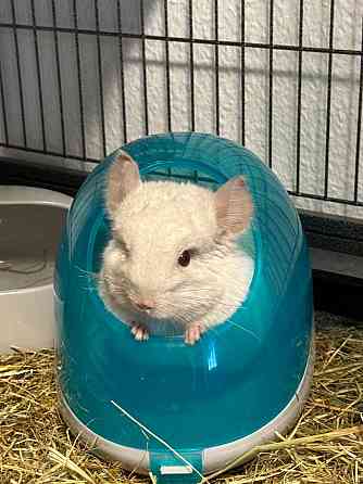 Две милые шиншиллки (отдаются только парой) + аксессуары и двухярусный вольер Rostock