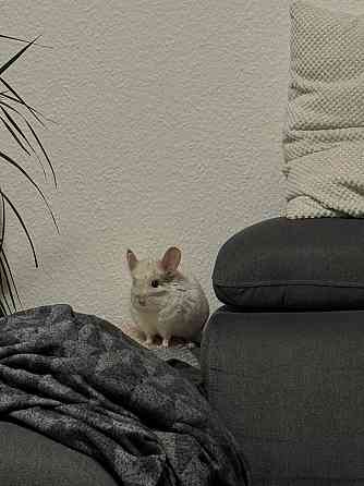 Две милые шиншиллки (отдаются только парой) + аксессуары и двухярусный вольер Rostock