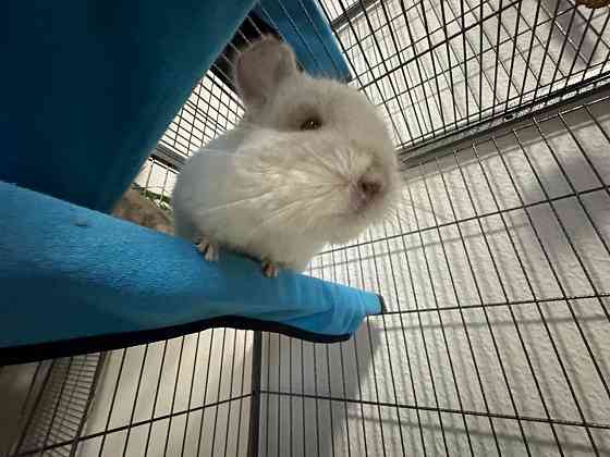 Две милые шиншиллки (отдаются только парой) + аксессуары и двухярусный вольер Rostock