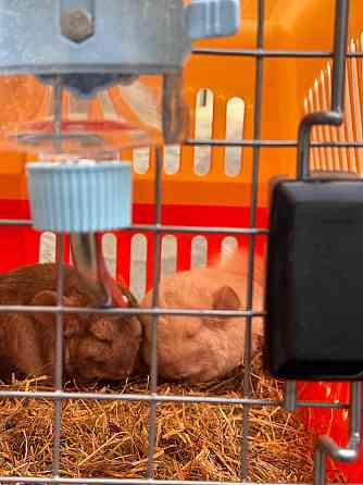 Две милые шиншиллки (отдаются только парой) + аксессуары и двухярусный вольер Rostock