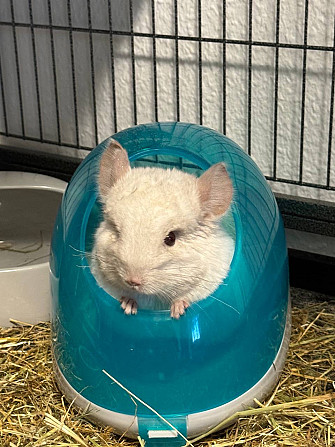 Две милые шиншиллки (отдаются только парой) + аксессуары и двухярусный вольер Росток - изображение 1