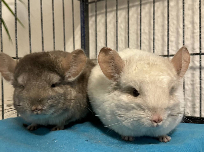 Две милые шиншиллки (отдаются только парой) + аксессуары и двухярусный вольер Росток - изображение 4