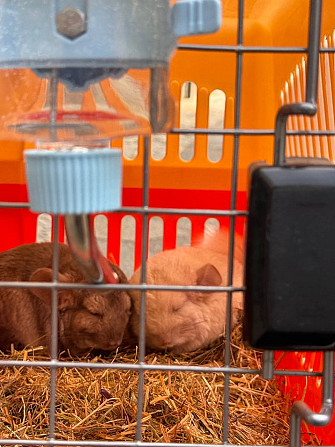 Две милые шиншиллки (отдаются только парой) + аксессуары и двухярусный вольер Росток - изображение 5