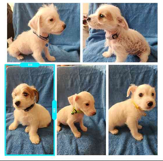 Джек рассел терьер помесь . Erfurt