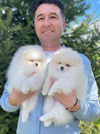Продаются щенки померанского шпица в возрасте 12 недель Duesseldorf