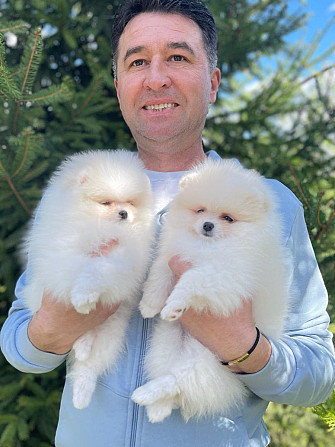 Продаются щенки померанского шпица в возрасте 12 недель Duesseldorf - photo 3