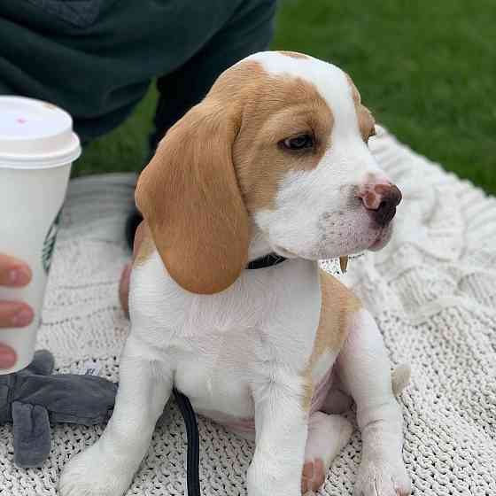 Schattige mannelijke Beagle-puppy voor adoptie. Stuttgart