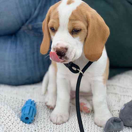 Schattige mannelijke Beagle-puppy voor adoptie. Stuttgart