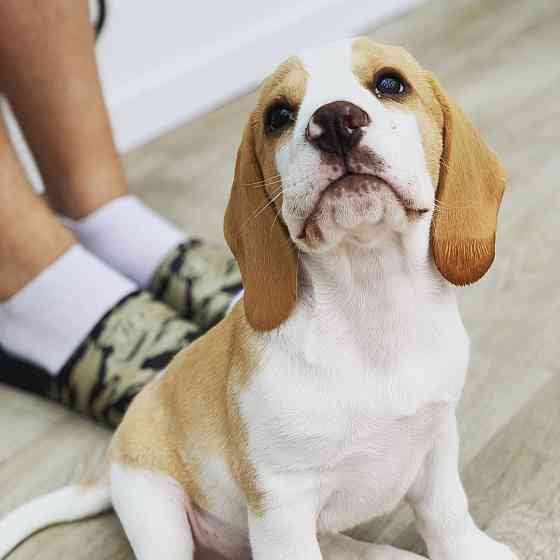 Schattige mannelijke Beagle-puppy voor adoptie. Штутгарт