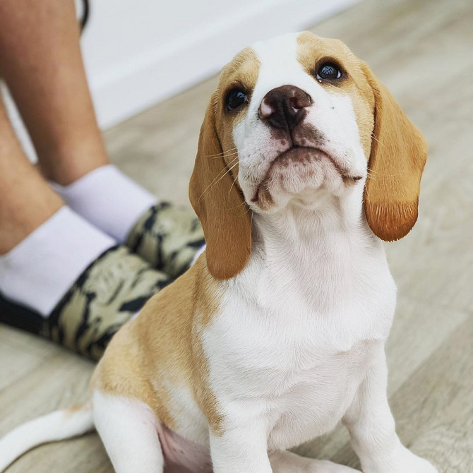 Schattige mannelijke Beagle-puppy voor adoptie. Stuttgart - photo 2