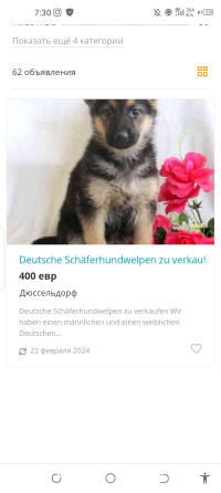 не покупайте щенков по этому адресу Berlin