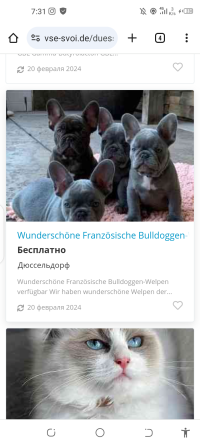не покупайте щенков по этому адресу Берлин