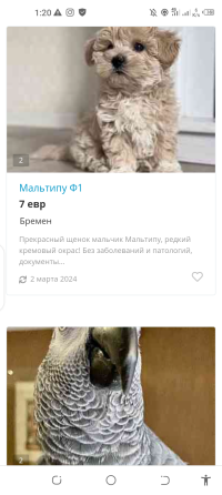 мошенник и передовая звезда Дрезден