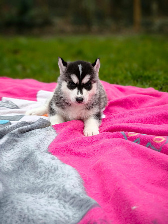 Husky Welpen Rotenburg - photo 4