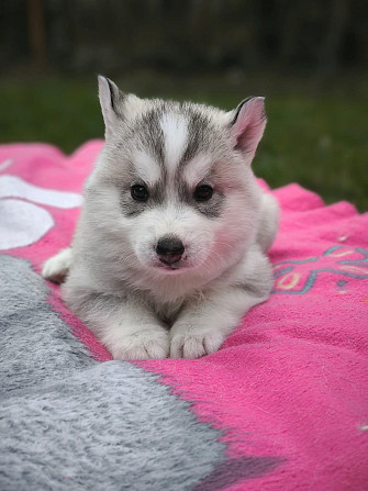 Husky Welpen Rotenburg - photo 1