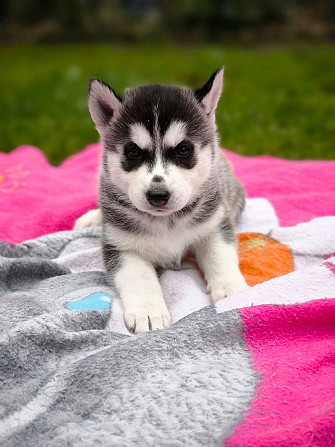 Husky Welpen Rotenburg - photo 3
