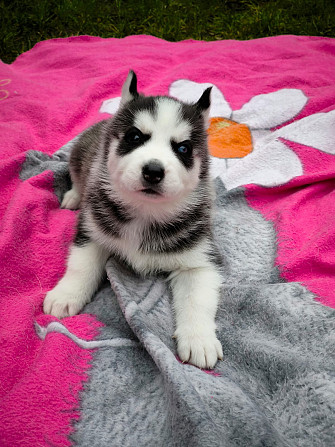 Husky Welpen Rotenburg - photo 2
