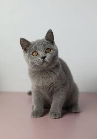 Britische Kurzhaar-Kätzchen zum Verkauf Шверін - изображение 1