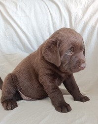 Reinrassige Schokoladen-Labrador-Welpen Ганновер - изображение 1