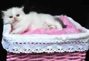 Persische Kätzchen mit niedlichem Puppengesicht sind bereit zu gehen Мюнхен