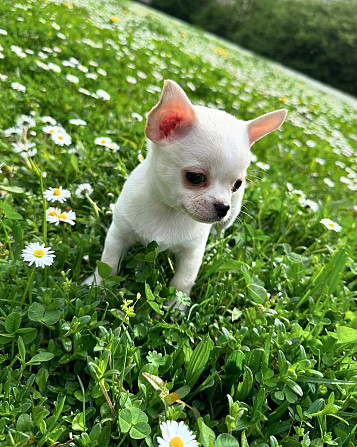 Süße Chihuahua-Welpen Магдебург - изображение 1