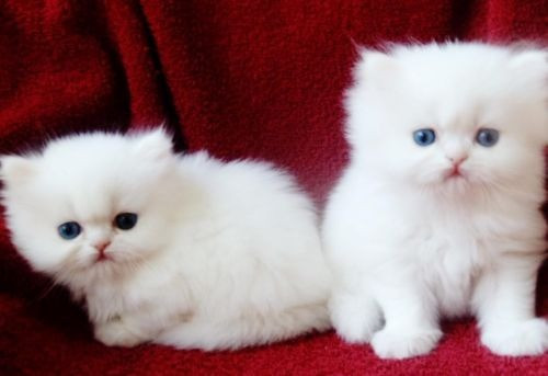 Cute male and female Persian Kittens for sale Майнц - изображение 1