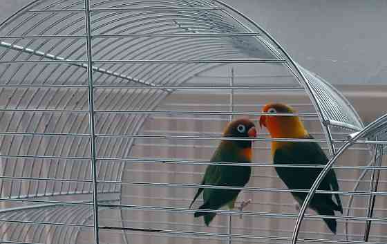 Unzertrennlicher Papagei (2 Vögel) | Попугаи неразлучники (2 Особы) Бремен