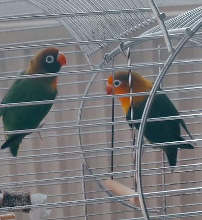 Unzertrennlicher Papagei (2 Vögel) | Попугаи неразлучники (2 Особы) Бремен - изображение 3