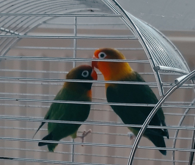 Unzertrennlicher Papagei (2 Vögel) | Попугаи неразлучники (2 Особы) Бремен - изображение 1