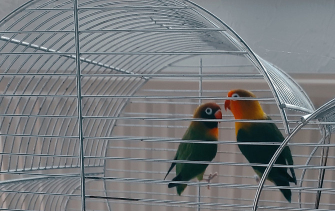 Unzertrennlicher Papagei (2 Vögel) | Попугаи неразлучники (2 Особы) Bremen - изображение 2