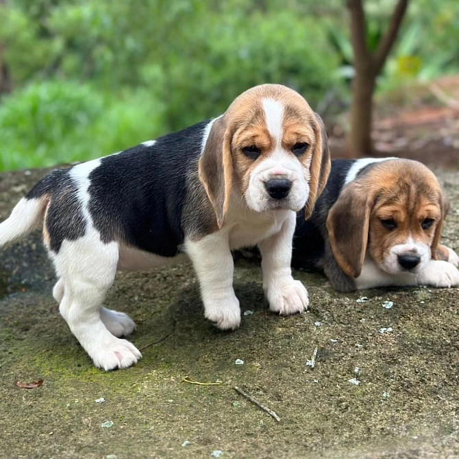 Продаются два прекрасных щенка бигля 🐶🐶 Мюнхен - изображение 4