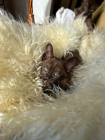 Котята Европейской Бурмы Burmese kitten Штутгарт - изображение 4