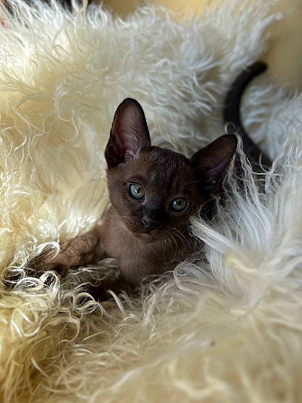 Котята Европейской Бурмы Burmese kitten Штутгарт - изображение 3