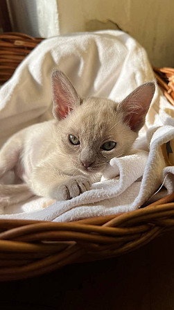 Котята Европейской Бурмы Burmese kitten Штутгарт - изображение 1
