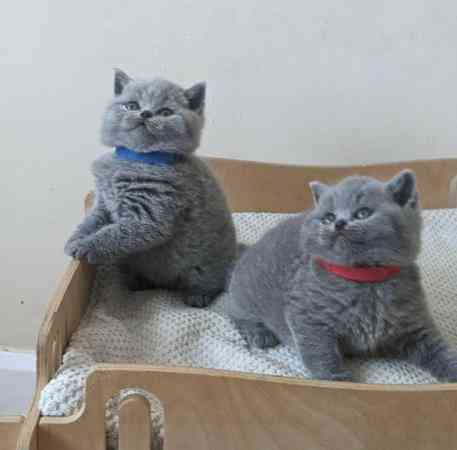 Замечательные зарегистрированные котята британской короткошерстной кошки голубого окраса. Берлін