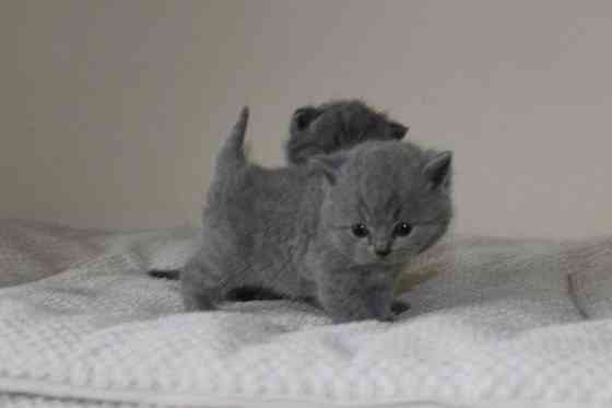Замечательные зарегистрированные котята британской короткошерстной кошки голубого окраса. Берлін