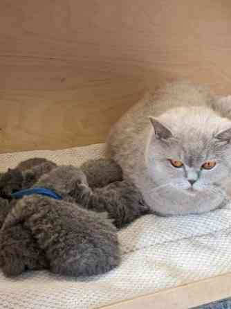 Замечательные зарегистрированные котята британской короткошерстной кошки голубого окраса. Берлин