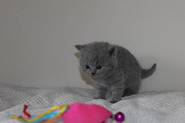 Замечательные зарегистрированные котята британской короткошерстной кошки голубого окраса. Берлин - изображение 1