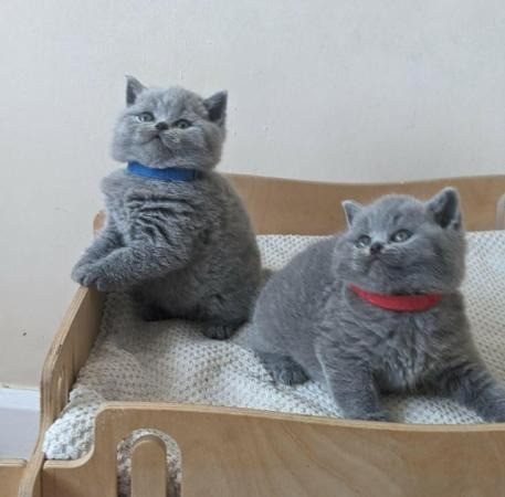 Замечательные зарегистрированные котята британской короткошерстной кошки голубого окраса. Berlin - photo 5