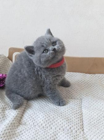 Замечательные зарегистрированные котята британской короткошерстной кошки голубого окраса. Берлин - изображение 4
