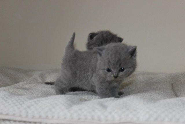 Замечательные зарегистрированные котята британской короткошерстной кошки голубого окраса. Берлин - изображение 2