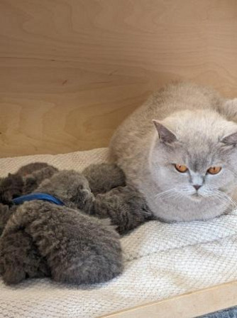 Замечательные зарегистрированные котята британской короткошерстной кошки голубого окраса. Берлин - изображение 3