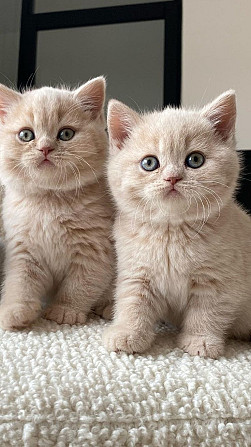 Unwiderstehlich schöne britische Kurzhaar-Kätzchen erhältlich Шверін - изображение 1
