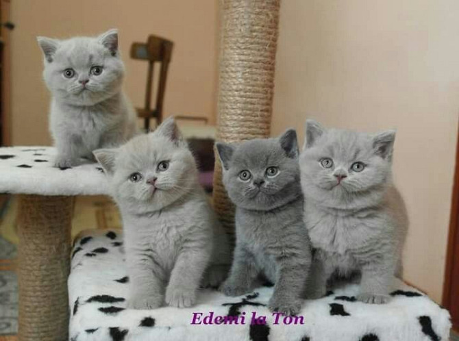 Unwiderstehlich schöne britische Kurzhaar-Kätzchen erhältlich Ганновер - изображение 1