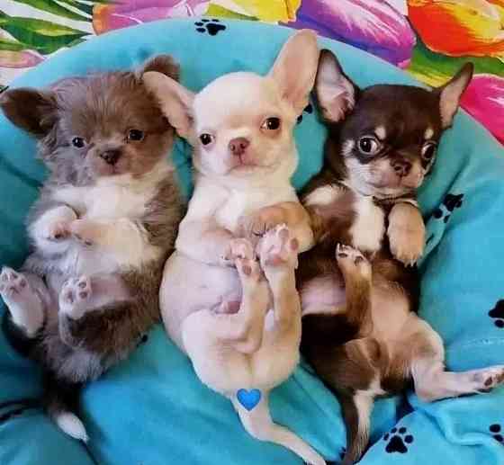 Schöne männliche und weibliche Teacup-Chihuahua-Welpen Auf der Suche nach einem dauerhaften Zuhause Эрфурт